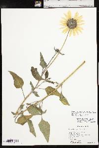 Helianthus petiolaris image