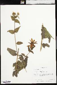 Helianthus hirsutus image