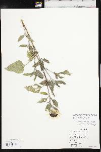 Helianthus petiolaris subsp. petiolaris image