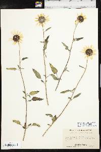 Helianthus petiolaris subsp. petiolaris image