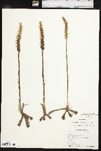 Spiranthes cernua image