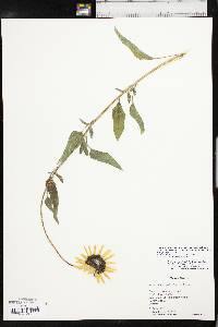 Helianthus petiolaris image