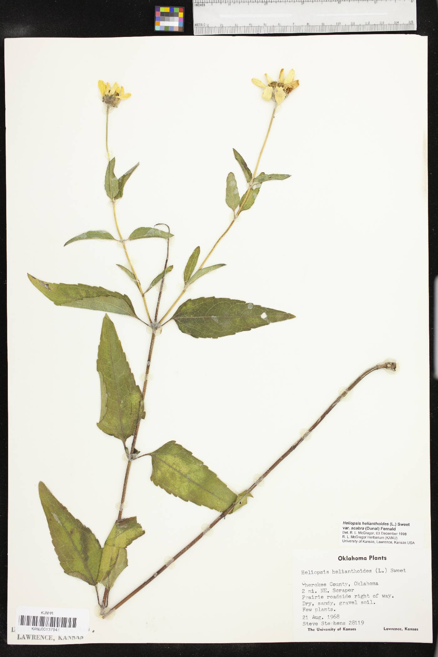 Heliopsis helianthoides var. scabra image