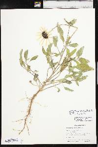 Helianthus petiolaris image