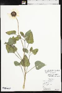 Helianthus petiolaris subsp. petiolaris image