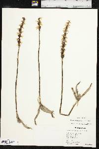 Spiranthes cernua image