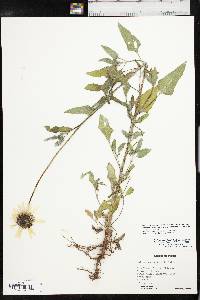 Helianthus petiolaris image