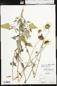 Helianthus petiolaris subsp. petiolaris image