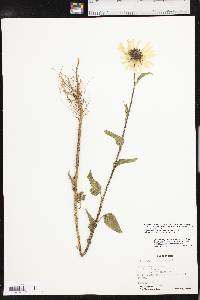 Helianthus petiolaris subsp. petiolaris image