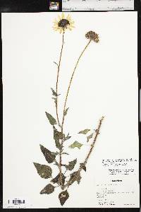 Helianthus petiolaris image