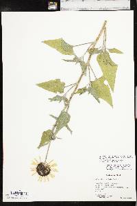 Helianthus petiolaris subsp. petiolaris image