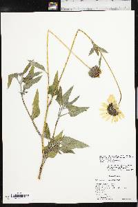 Helianthus petiolaris image