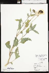 Helianthus petiolaris subsp. petiolaris image