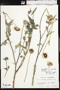 Helianthus petiolaris image