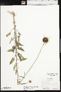 Helianthus petiolaris image