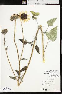 Helianthus petiolaris subsp. petiolaris image