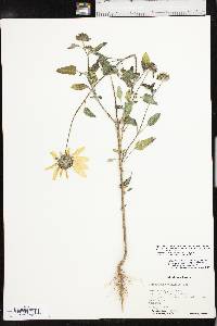 Helianthus petiolaris image