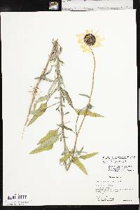 Helianthus petiolaris image