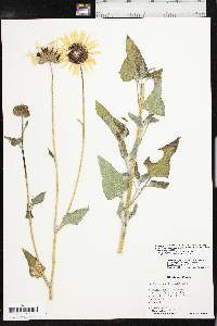 Helianthus petiolaris image