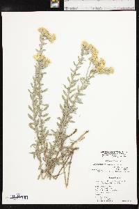 Heterotheca stenophylla var. angustifolia image