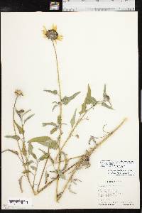 Helianthus petiolaris subsp. petiolaris image