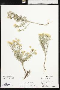 Heterotheca stenophylla image