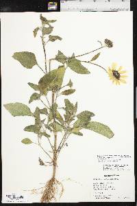 Helianthus petiolaris subsp. petiolaris image