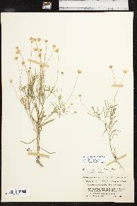 Tetraneuris linearifolia image