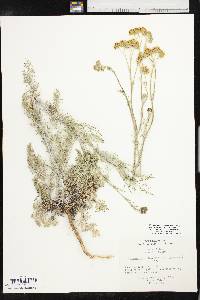 Hymenopappus flavescens var. canotomentosus image