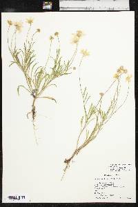 Tetraneuris linearifolia image