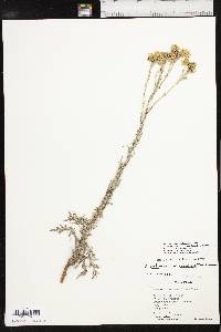 Hymenopappus scabiosaeus var. corymbosus image