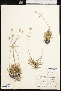 Tetraneuris acaulis var. acaulis image