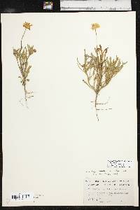 Tetraneuris linearifolia image