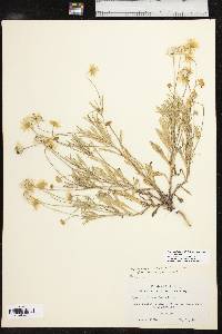 Tetraneuris linearifolia image