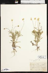 Tetraneuris linearifolia var. linearifolia image