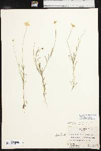 Tetraneuris linearifolia var. linearifolia image