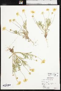 Tetraneuris linearifolia image