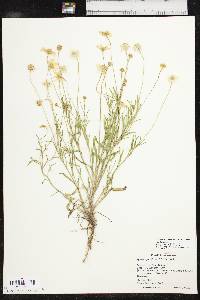 Tetraneuris linearifolia var. linearifolia image