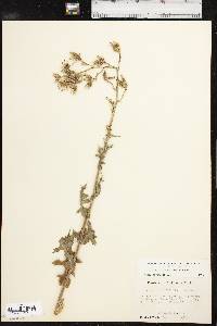 Lactuca ludoviciana image