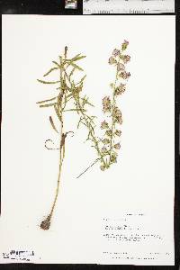 Liatris aspera image