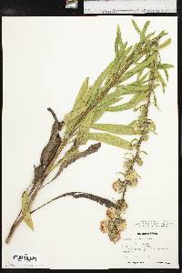 Liatris aspera image