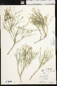 Chaetopappa ericoides image