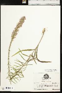 Liatris elegans var. elegans image