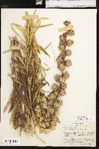 Liatris aspera image