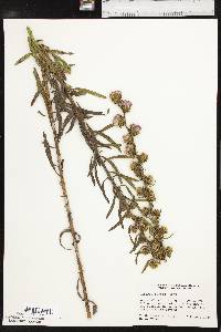 Liatris aspera image