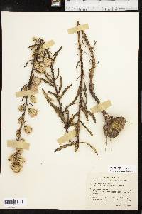 Liatris aspera image