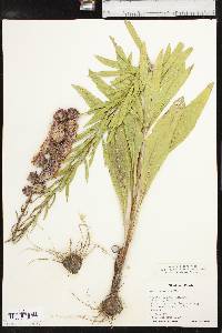 Liatris aspera image