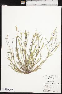 Krigia cespitosa image