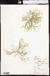 Chaetopappa ericoides image