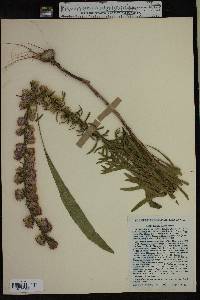 Liatris aspera image